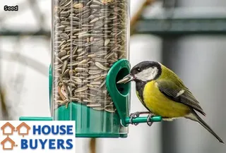tiny black bugs look like poppy seeds in kitchen