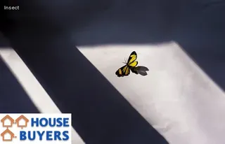 little black bugs that fly in house